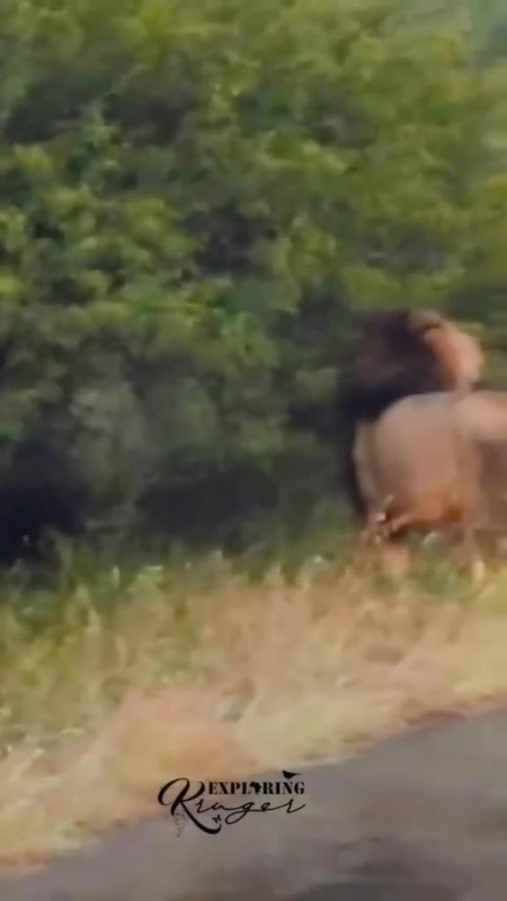 开云体育中国-雄狮球员士气高昂，迅速打破对手抵抗